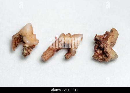 Dents de chat malades avec racines pourries et tartre (tartre dentaire) enlevés par un dentiste vétérinaire. Vue de dessus Banque D'Images