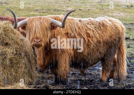 Highland Cow se nourrissant de foin Banque D'Images