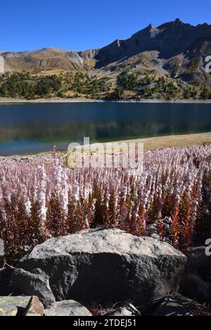 Masses d'ensemencement Rosebay Willowherb ou Fireweed, Chamaenerion angustifolium, montrant des capsules de graines et des graines de laine de coton sur les rives du lac Allos en France Banque D'Images