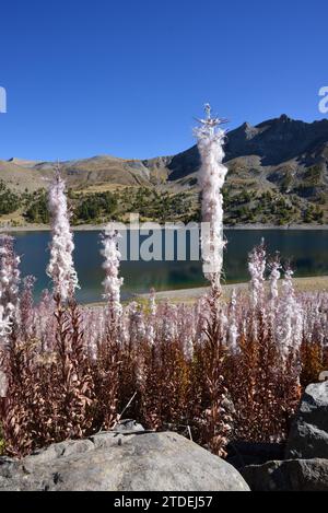Masses d'ensemencement Rosebay Willowherb ou Fireweed, Chamaenerion angustifolium, montrant des capsules de graines et des graines de laine de coton sur les rives du lac Allos en France Banque D'Images