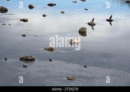 Couple ou couple de Grands Cormorans, Phalacrocorax carbo, perché sur Boulders dans le Verdon à Vinon-sur-Verdon Var Provence France Banque D'Images