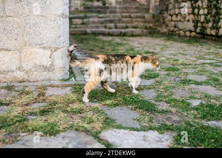 Chat sans abri marchant dehors. Visage de chat Calico ou de chat tricolore dans la photo de détail. Le chat en écaille de tortue a trois couleurs : blanc, noir et orange. Banque D'Images