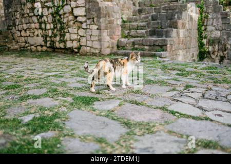 Chat sans abri marchant dehors. Visage de chat Calico ou de chat tricolore dans la photo de détail. Le chat en écaille de tortue a trois couleurs : blanc, noir et orange. Banque D'Images