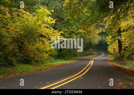 Route de la rivière Siuslaw en automne, les montagnes de la chaîne Côtière, Lane County, Oregon. Banque D'Images