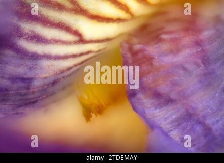 Gros plan sur la fleur en forme d'iris barbu. Banque D'Images