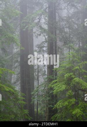 Séquoias et brouillard au sommet de Cal Barrel Road, Prairie Creek Redwoods State Park, Californie. Banque D'Images