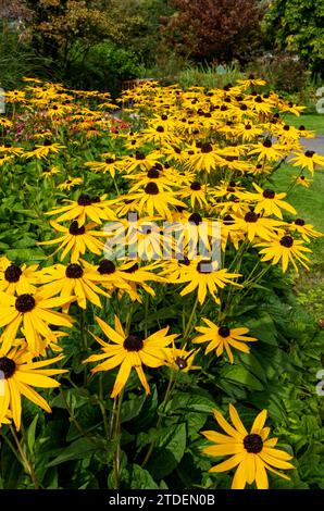 Rudbeckia Rudbeckias à fleurs coniques jaunes de la famille des Astéracées en fleurs dans un parterre d’un jardin de parc en été en Angleterre, Royaume-Uni, Grande-Bretagne Banque D'Images