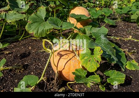 Gros plan de grandes citrouilles de citrouille biologiques poussant dans un jardin potager à l'automne Angleterre Royaume-Uni GB Grande-Bretagne Banque D'Images