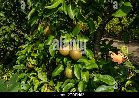 Gros plan de poires de cordon de poirier poussant dans un jardin à l'automne Angleterre Royaume-Uni GB Grande-Bretagne Banque D'Images