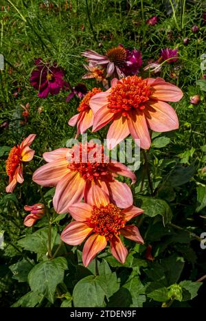 Gros plan de l'anémone orange dahlia dahlias 'Totally Tangerine' fleurs de fleur de floraison en été frontière Angleterre Royaume-Uni Grande-Bretagne Banque D'Images