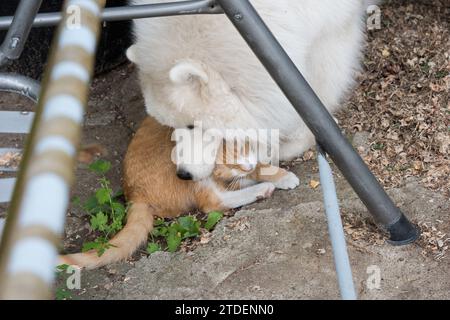 Chien samoyé et chat rouge, morsures de chien jouant au chat Banque D'Images