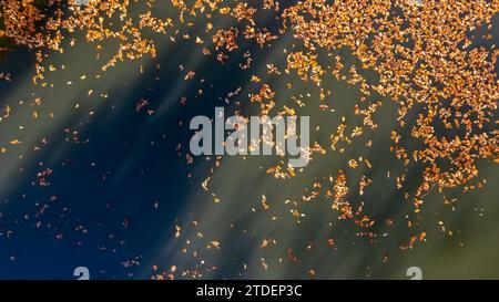 Cette photo aérienne capture l'essence de l'automne alors qu'une myriade de feuilles dorées flottent à la surface d'un plan d'eau sombre et éclairé par le soleil. Les rayons du soleil traversent, créant des traînées de lumière qui illuminent les feuilles et projettent une lueur magique sur l'eau. Ce contraste entre les ombres et les reflets lumineux souligne le caractère transitoire de la saison. Le tableau évoque un sentiment de calme et le passage du temps alors que les feuilles dérivent lentement, portées par les doux mouvements de l'eau. L'automne laisse Adrift sur Sunlit Water. Photo de haute qualité Banque D'Images