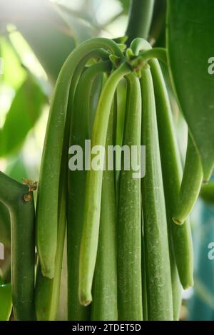 Plantes de gousse de vanille en fond de nature. Banque D'Images