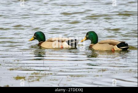 Deux colverts mâles (Anas platyrhynchos) Banque D'Images