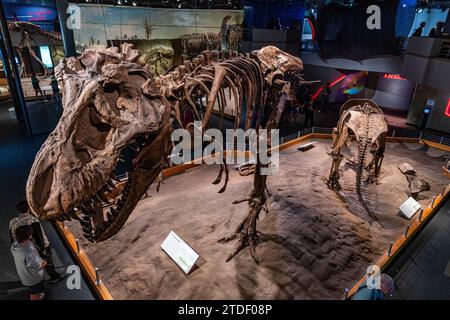 Expositions sur les dinosaures, Royal Tyrrell Museum, Drumheller, Alberta, Canada, Amérique du Nord Banque D'Images