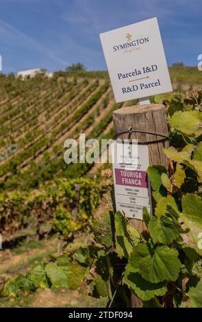 Vignobles de vin de Porto et vignobles dans la région de la vallée du Douro à Pinhao, Porto, Portugal, Europe Banque D'Images