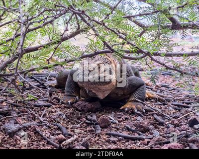 Un iguane terrestre adulte des Galapagos (Conolophus subcristatus), se prélasse dans la baie d'Urbina, îles Galapagos, site du patrimoine mondial de l'UNESCO, Équateur, Amérique du Sud Banque D'Images