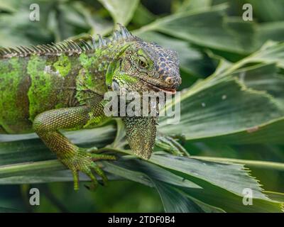 Un mâle adulte Iguana vert (Iguana iguana), se prélasser au soleil à l'aéroport de Guayaquil, Équateur, Amérique du Sud Banque D'Images