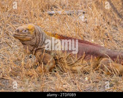 Un iguane terrestre adulte des Galapagos (Conolophus subcristatus), se prélasse dans la baie d'Urbina, îles Galapagos, site du patrimoine mondial de l'UNESCO, Équateur, Amérique du Sud Banque D'Images