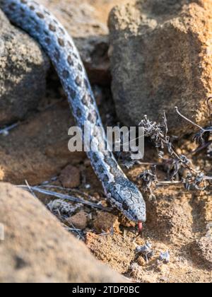 Un coureur adulte des Galapagos (Pseudalsophis biserialis), à Punta Pitt, île San Cristobal, îles Galapagos, site du patrimoine mondial de l'UNESCO, Équateur Banque D'Images