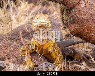 Un iguane terrestre adulte des Galapagos (Conolophus subcristatus), se prélasse sur l'île Seymour du Nord, îles Galapagos, site du patrimoine mondial de l'UNESCO, Équateur Banque D'Images