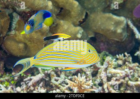 Un wrasse de nettoyage bluestreak adulte (Labroides dimidiatus) dans une station de nettoyage sur le récif au large de l'île de Kri, Raja Ampat, Indonésie, Asie du Sud-est Banque D'Images