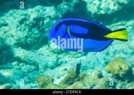 Une palette adulte (Paracanthurus hepatus), au large du récif Arborek, Raja Ampat, Indonésie, Asie du Sud-est Banque D'Images