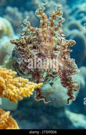 Sepia latimanus (Sepia latimanus), au large du récif sur l'île de Bangka, près de Manado, Indonésie, Asie du Sud-est Banque D'Images