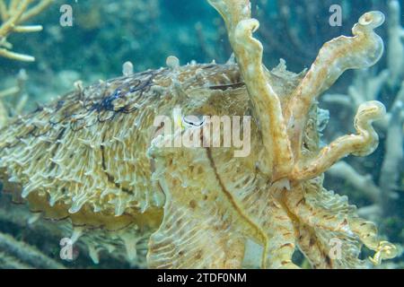 Sepia latimanus (Sepia latimanus), au large du récif sur l'île de Bangka, près de Manado, Indonésie, Asie du Sud-est Banque D'Images