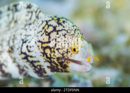 Une morue de flocons de neige adulte (Echidna nebulosa), sur le récif au large de Port Airboret, Raja Ampat, Indonésie, Asie du Sud-est Banque D'Images