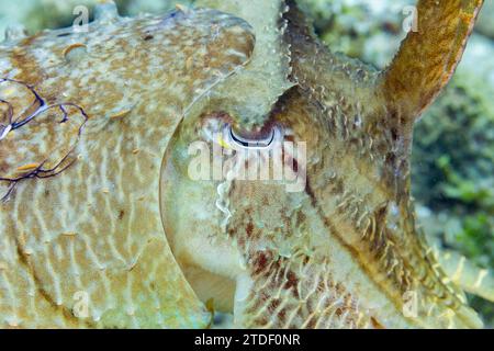 Sepia latimanus (Sepia latimanus), au large du récif sur l'île de Bangka, près de Manado, Indonésie, Asie du Sud-est Banque D'Images