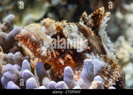 Poisson-scorpion adulte (Scorpaenopsis oxycephalus) camouflé dans le corail, Port Airboret, Raja Ampat, Indonésie, Asie du Sud-est Banque D'Images