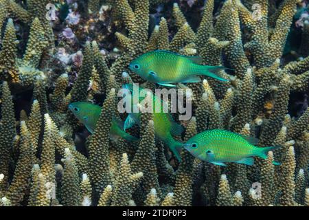 Chromis bleu-vert adulte (Chromis virdis), sur le récif au large de l'île de Kri, Raja Ampat, Indonésie, Asie du Sud-est Banque D'Images