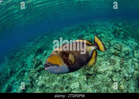 Un poisson-gâchette titan adulte (Balistoides viridescens), sur le récif au large de l'île Bangka, Indonésie, Asie du Sud-est Banque D'Images