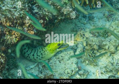 Anguille de Moray adulte fimbriatus (Gymnothorax fimbriatus), entourée de petits poissons au large de l'île Bangka, Indonésie, Asie du Sud-est, Asie Banque D'Images