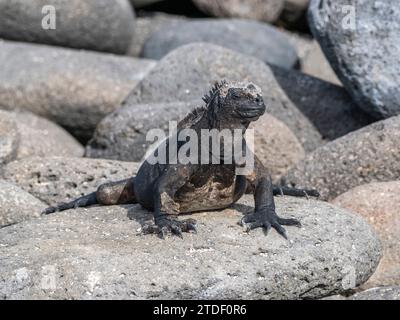 Iguane marin adulte des Galapagos (Amblyrhynchus cristatus), se prélasse sur l'île Seymour du Nord, îles Galapagos, site du patrimoine mondial de l'UNESCO, Équateur Banque D'Images