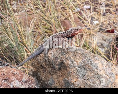 Lézard de lave mâle adulte des Galapagos (Microlophus albemarlensis), île Santa Cruz, îles Galapagos, site du patrimoine mondial de l'UNESCO, Équateur, Amérique du Sud Banque D'Images