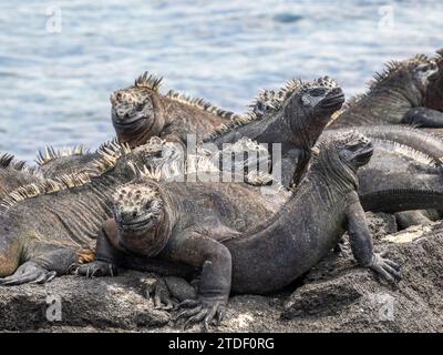 Iguanes marins adultes des Galapagos (Amblyrhynchus cristatus), se prélassant sur l'île Fernandina, îles Galapagos, site du patrimoine mondial de l'UNESCO, Équateur Banque D'Images