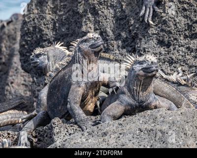 Iguanes marins adultes des Galapagos (Amblyrhynchus cristatus), se prélassant sur l'île Fernandina, îles Galapagos, site du patrimoine mondial de l'UNESCO, Équateur Banque D'Images