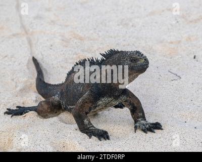 Iguane marin adulte des Galapagos (Amblyrhynchus cristatus), sur la plage de Cerro Brujo Beach, île San Cristobal, îles Galapagos Banque D'Images