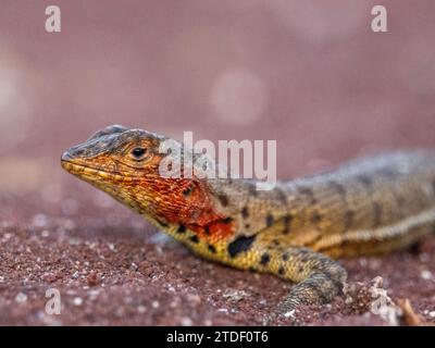 Lézard de lave des Galapagos femelle adulte (Microlophus albemarlensis), sur l'île Rabida, îles Galapagos, site du patrimoine mondial de l'UNESCO, Équateur Banque D'Images