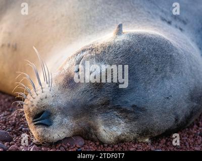 Otarie femelle adulte des Galapagos (Zalophus wollebaeki), détail du visage sur l'île de Rabida, îles Galapagos, site du patrimoine mondial de l'UNESCO, Équateur Banque D'Images