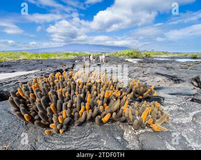 Cactus de lave (Brachycereus nesioticus), dans un champ de lave pahoehoe sur l'île Fernandina, îles Galapagos, site du patrimoine mondial de l'UNESCO, Équateur Banque D'Images
