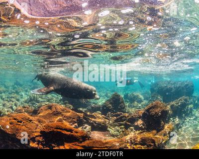 Otarie mâle adulte des Galapagos (Zalophus wollebaeki), sous l'eau sur l'île Santiago, îles Galapagos, site du patrimoine mondial de l'UNESCO, Équateur Banque D'Images