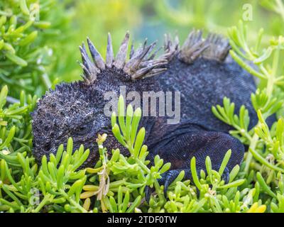 Iguane marin adulte des Galapagos (Amblyrhynchus cristatus), se prélasse sur l'île Fernandina, îles Galapagos, site du patrimoine mondial de l'UNESCO, Équateur Banque D'Images