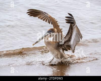 Pélican brun juvénile (Pelecanus occidentalis), à Buccaneer Cove, île Santiago, îles Galapagos, site du patrimoine mondial de l'UNESCO, Équateur Banque D'Images