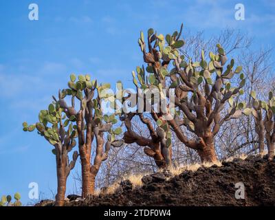 Opuntia Cactus (Opuntia galapageia), Buccaneer Cove, île Santiago, îles Galapagos, site du patrimoine mondial de l'UNESCO, Équateur, Amérique du Sud Banque D'Images