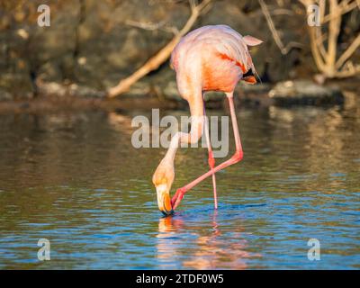 Flamingo d'Amérique adulte (Phoenicopterus ruber) se nourrissant de crevettes artesmia, île de Rabida, îles Galapagos, site du patrimoine mondial de l'UNESCO, Équateur Banque D'Images