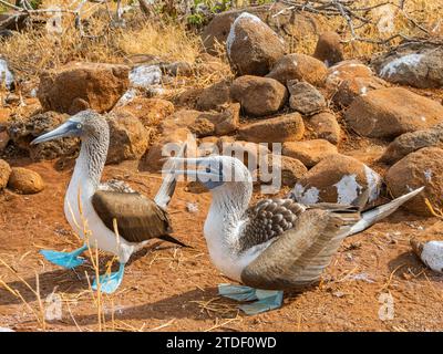 Les boobies adultes à pieds bleus (Sula nebouxii) se marient sur l'œuf sur l'île de North Seymour, îles Galapagos, site du patrimoine mondial de l'UNESCO, Équateur, Amérique du Sud Banque D'Images