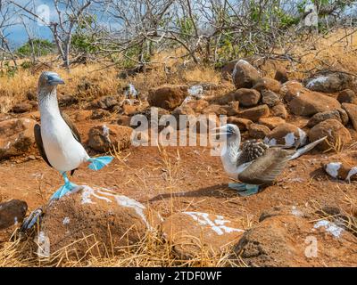 Les boobies adultes à pieds bleus (Sula nebouxii) se marient sur l'œuf sur l'île de North Seymour, îles Galapagos, site du patrimoine mondial de l'UNESCO, Équateur, Amérique du Sud Banque D'Images